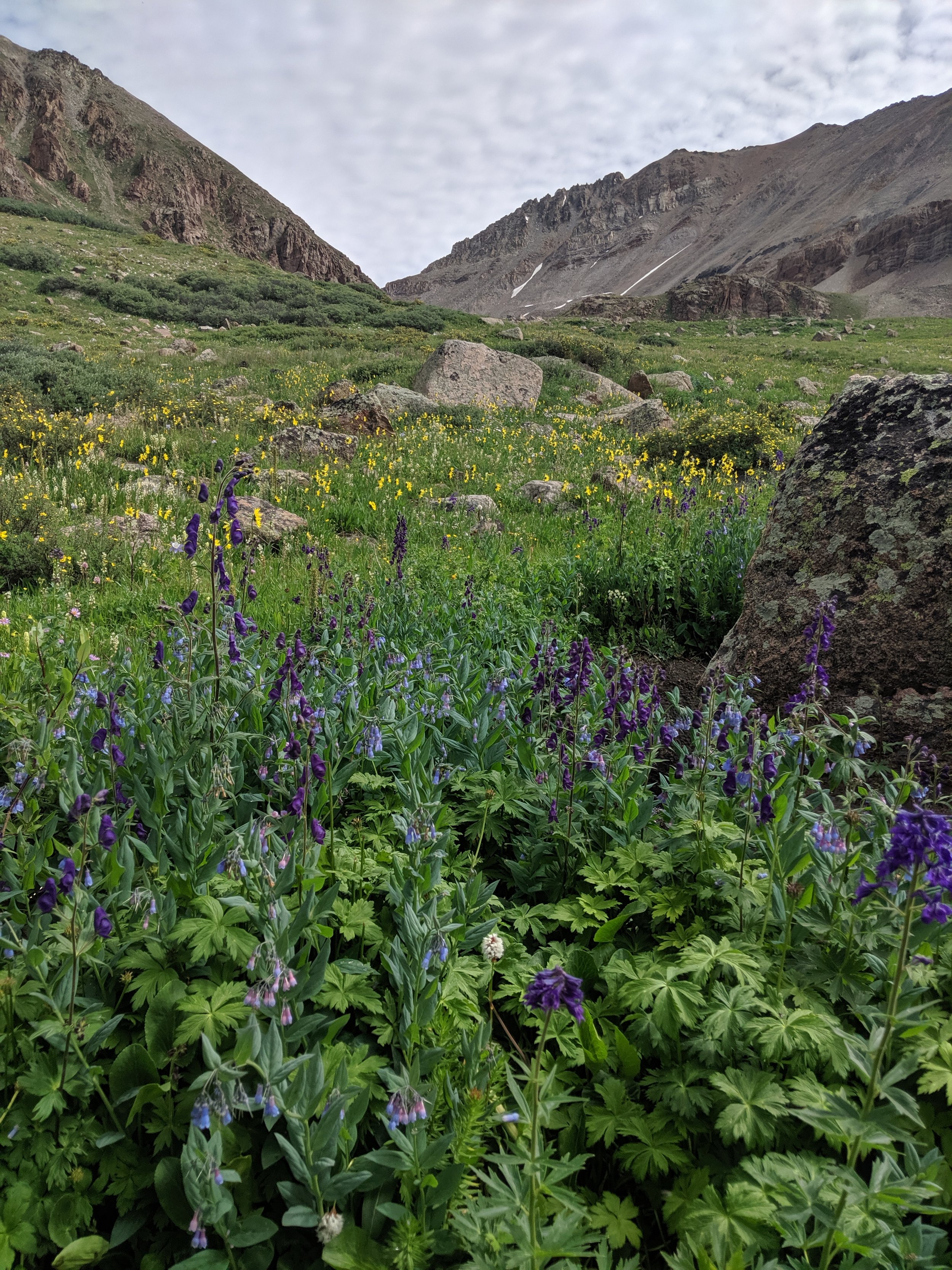 alpine blue bonnets becky jewell.jpg