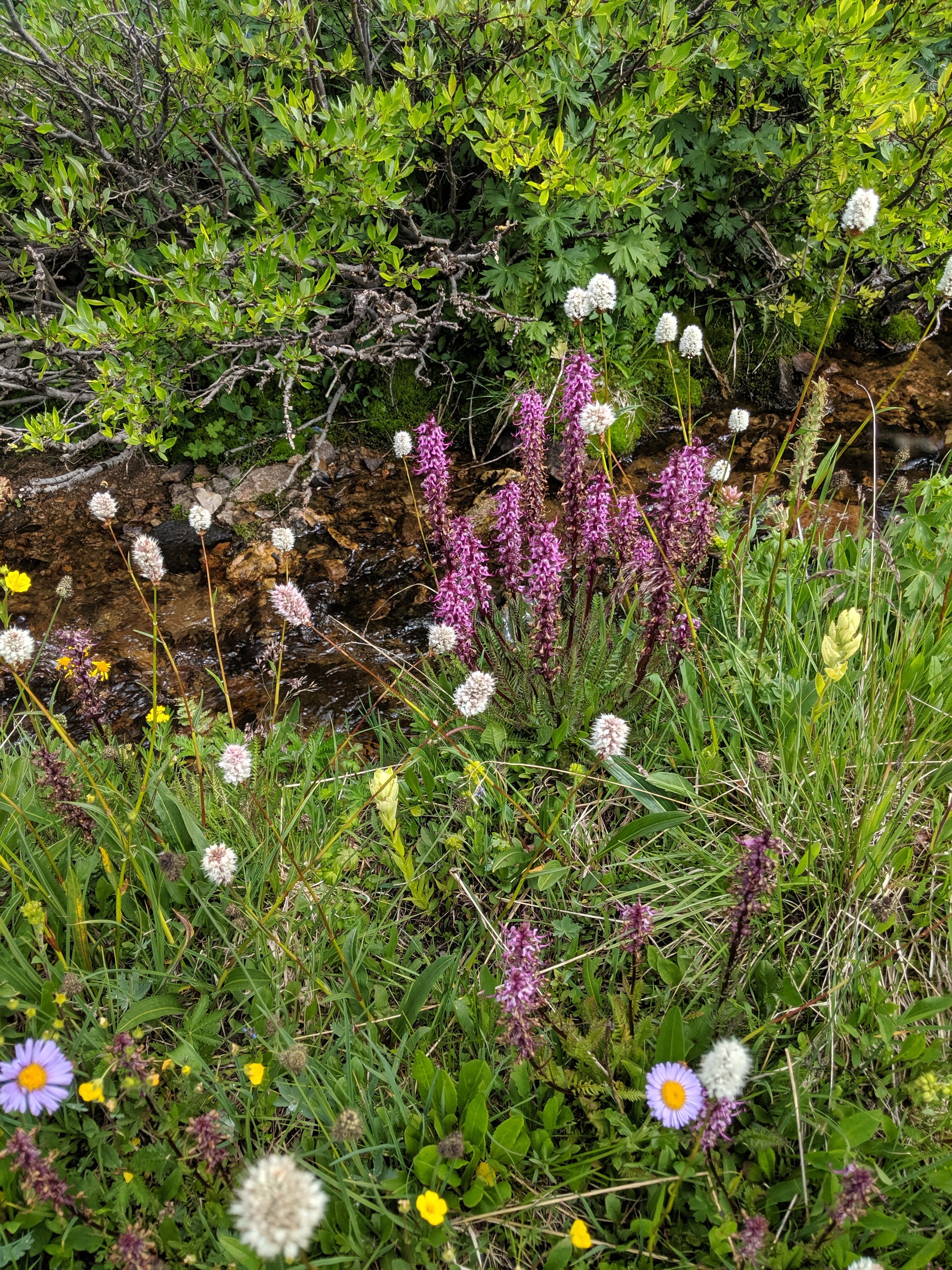 alpine flowers elephants becky jewell leadville colorado.jpg