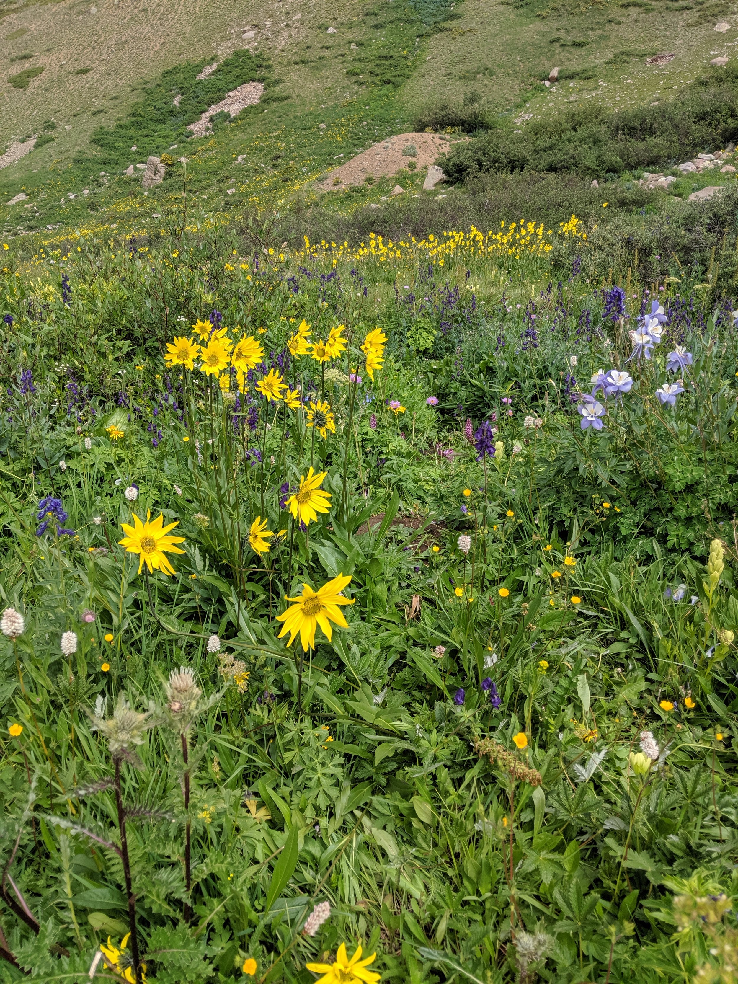 mixed alpine flowers becky jewell.jpg