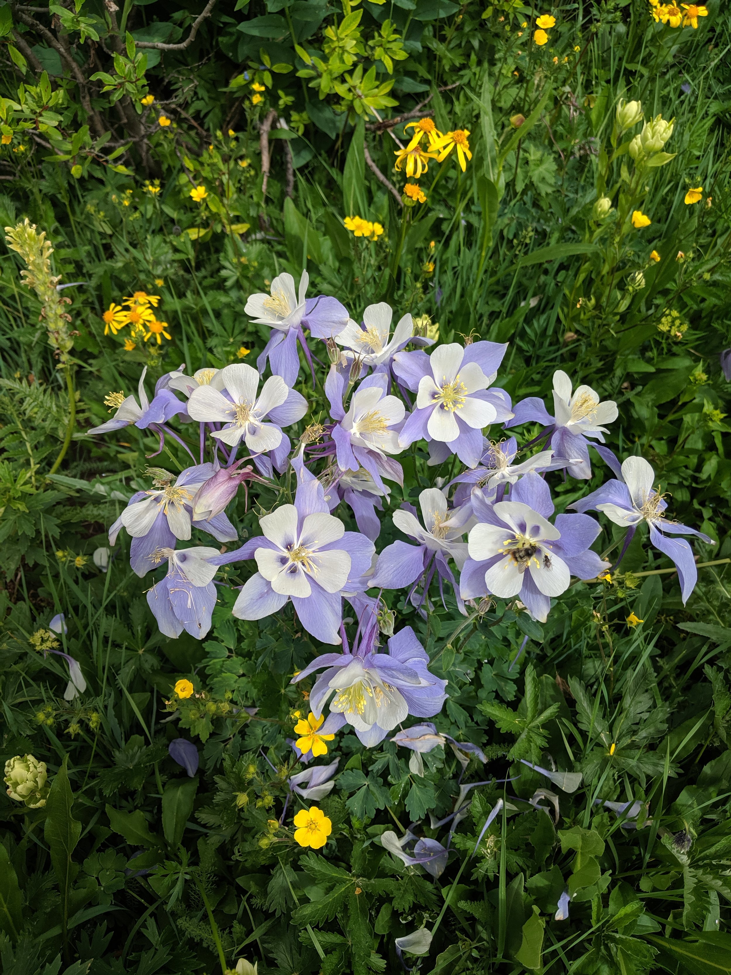 columbine boquet leadville colorado.jpg