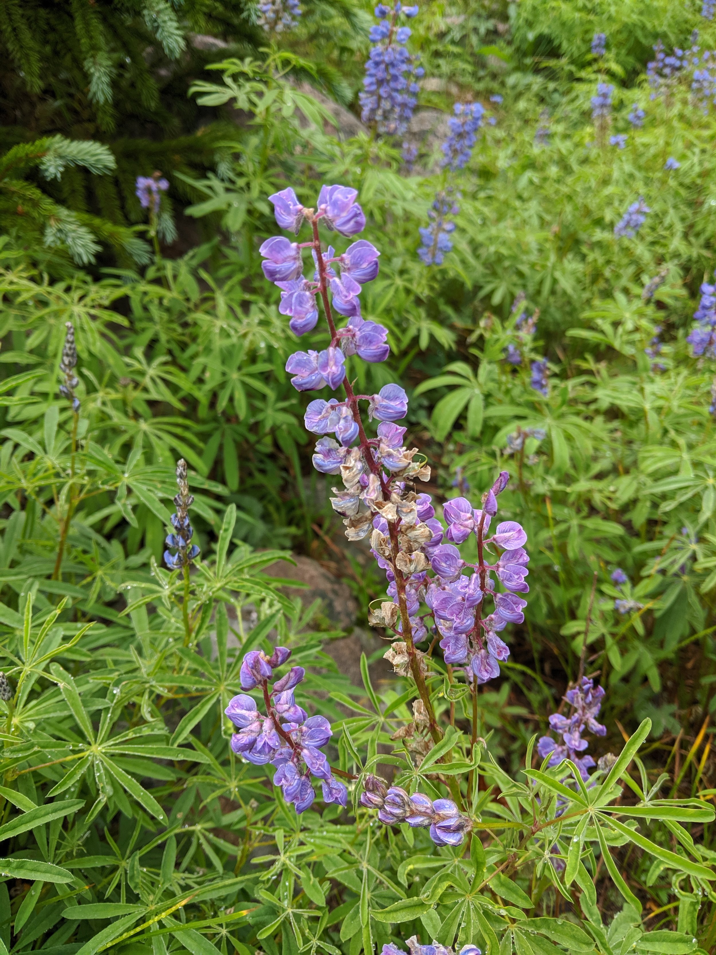 mountain lupine leadville becky jewell.jpg