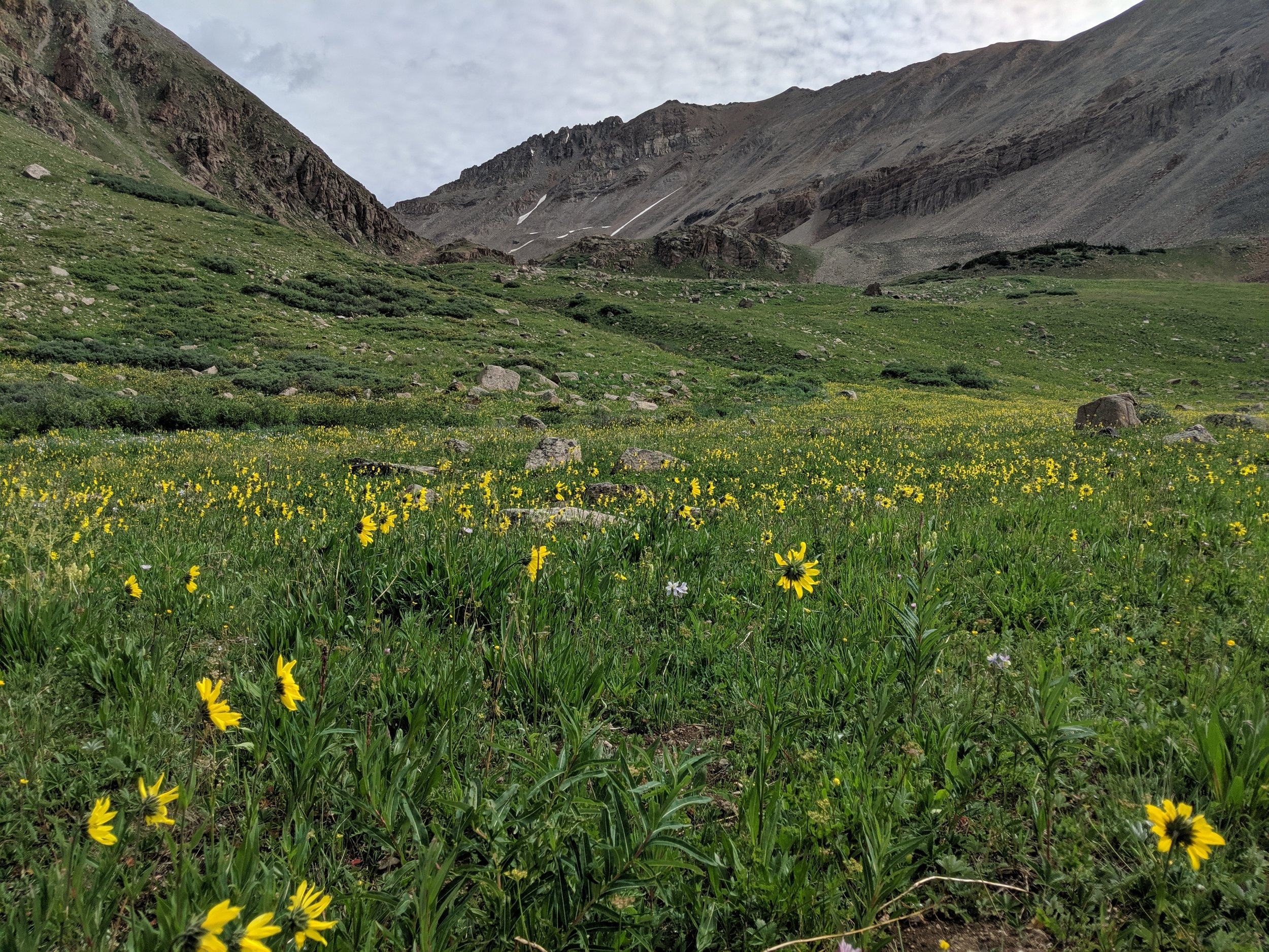 mountain sunflowers leadville colorado becky jewell.jpg