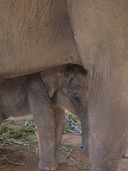 pic-thin-baby.jpg