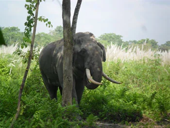 The visiting wild bull