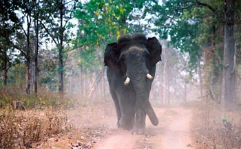 Charging bull in study area (95% of males are tuskers in this area)