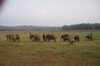 Elephant herd in degraded and fragmented habitat in summer