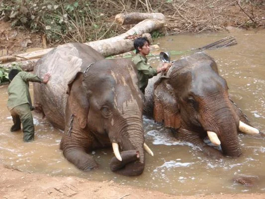 Bath time at Pinloung timber camp.