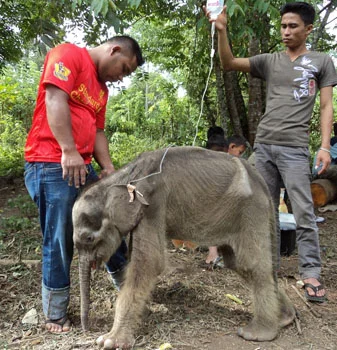 Emaciated Raju
