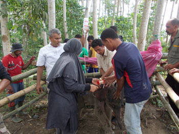 Racju receiving the IV