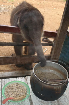 Bona helping herself to her food supplement
