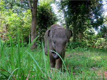 Bona grazing in the forest (July, 2011)