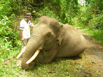 Harris lays down for his mahout, Saparudin