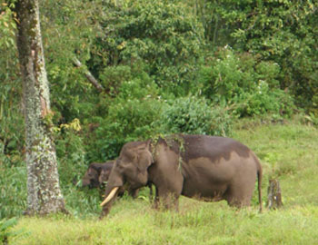 Harris in Bukit Kabar with female elephants