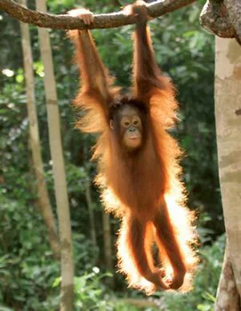 Orangutan in forest of Borneo (photo by Jay Ullai)