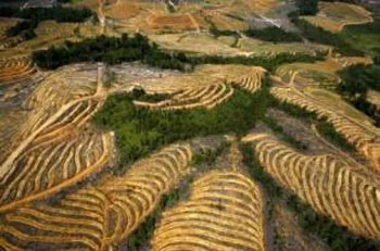 Forest cleared for palm in West Kalimantan (photo published in The Jakarta Globe)