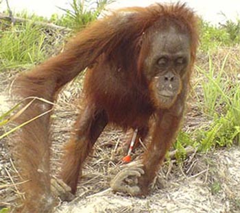 Sick orangutan rescued from palm plantation (photo from Wildlife Extra)