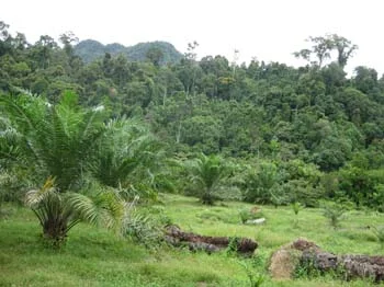 Palm planted to forest edge with no buffer area (photo courtesy of Elephant Managers Association)