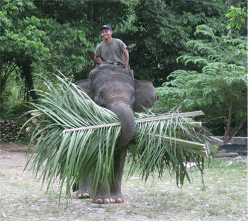Bull carrying fodder