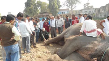 Footwork discussion at Veterinary Workshop in India