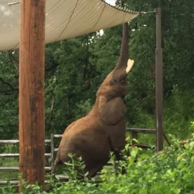 Vanessa snapped a shot of African bull Bud enjoying some fresh branches outside of his exhibit perimeter during zoo day at Grant's Farm