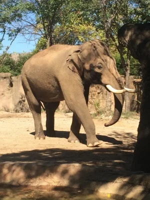 23 year old Asian bull, Raja in full musth and listening intently during a training session with keepers
