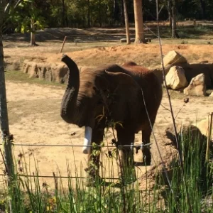 Greetings from Bulwagi! Conference attendees followed up the Nashville Zoo week with a post trip down south to see the Birmingham Zoo