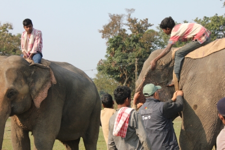 Dr. Kushal works on an elephant