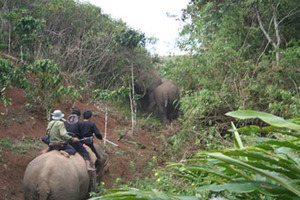 CRU elephants herding wild elephants out of HEC area