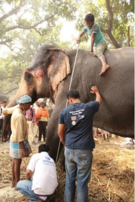 Mahouts take measurements on a bull to estimate weight