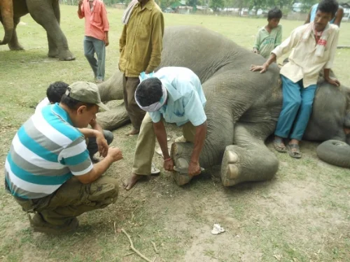 Dr. Kushal teaching mahouts foot care using the traditional hoof knife, the kukri