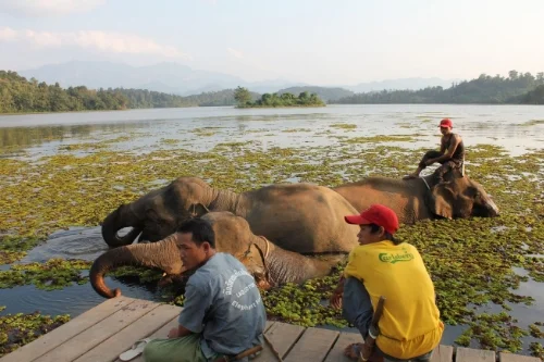 Elephants bathing with their mahouts at the ECC in Laos