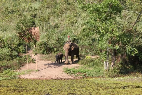 Mom and calf out for a walk at the ECC in Laos