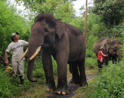 Harris and his mahout Saparudin
