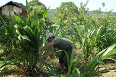 King Grass harvest