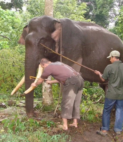 Tusk trim on sedated bull