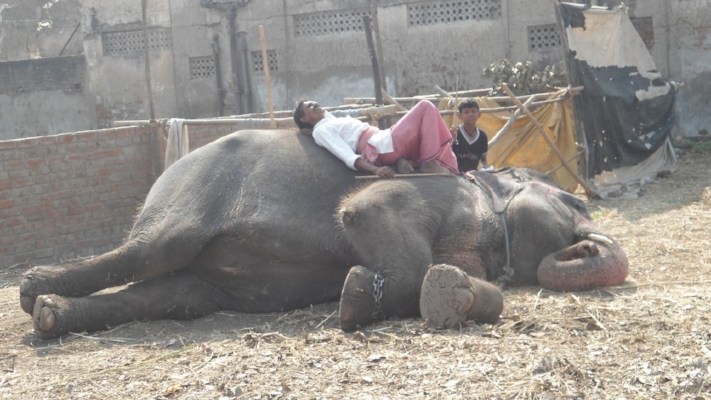 Mahout and elephant waiting their turn for the hands on demonstrations to begin