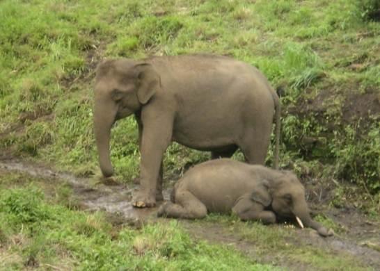 Wild elephant populations are experiencing loses due to EEHV. This picture of a mom guarding her dying calf sends a powerful message. This is not just another statistic: it’s another lost life .