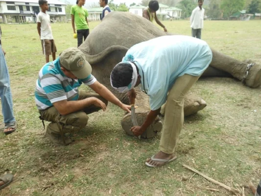 Dr. Sarma teaching mahouts how to use the khukri