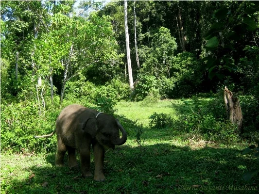Bona playing in the forest