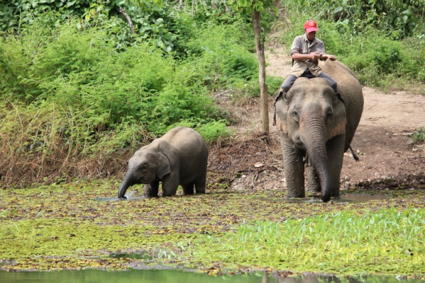 Mother and calf