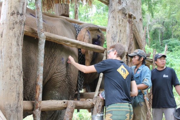 Bull receiving treatment for abscesses