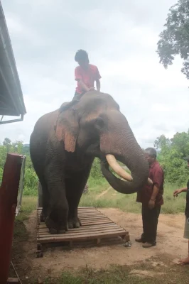 Bull with damaged tail with his mahout and owner