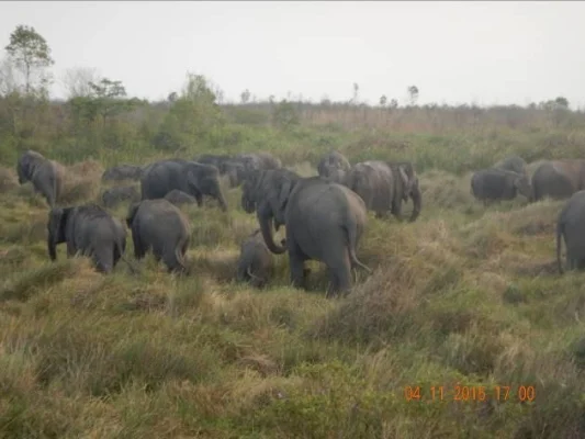 A herd of 15 Sumatran elephants including one calf observed by the ERU in November 2015