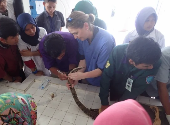 Blood draw on Moniro Lizard