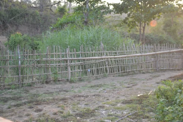 Grass Plantation