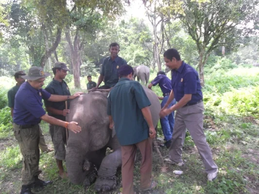 Dr. Sarma on far right directing a health clinic for mahouts and their charges