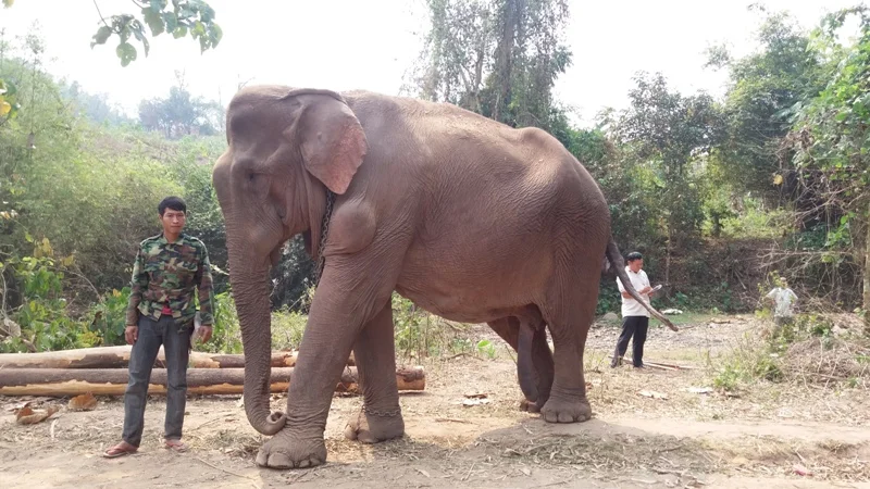 Treating a bull with a large abcess