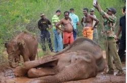 Mother receiving fluids with calf at her side