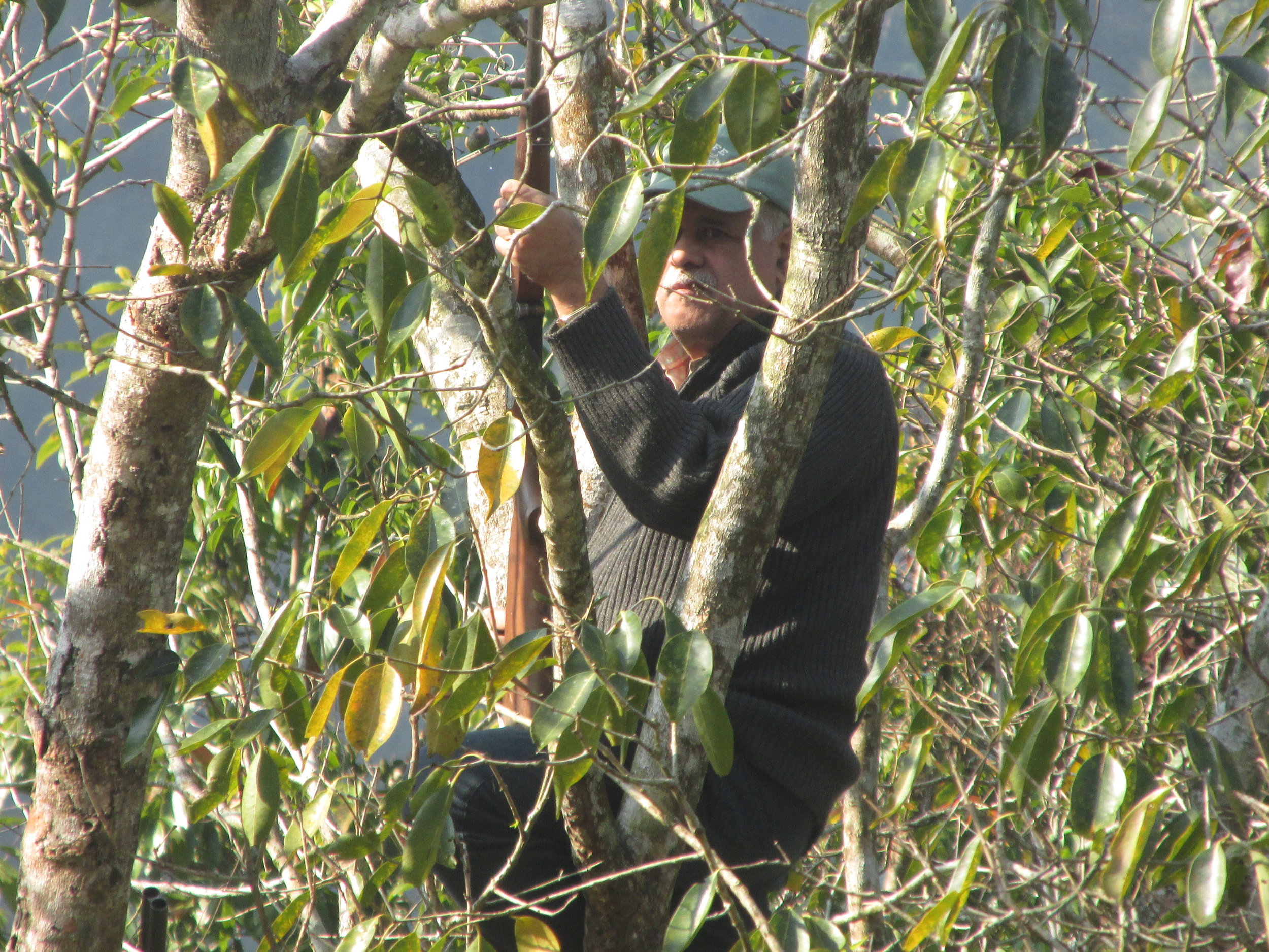 Waiting in treetops