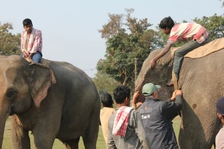 Dr. Kushal works on an elephant